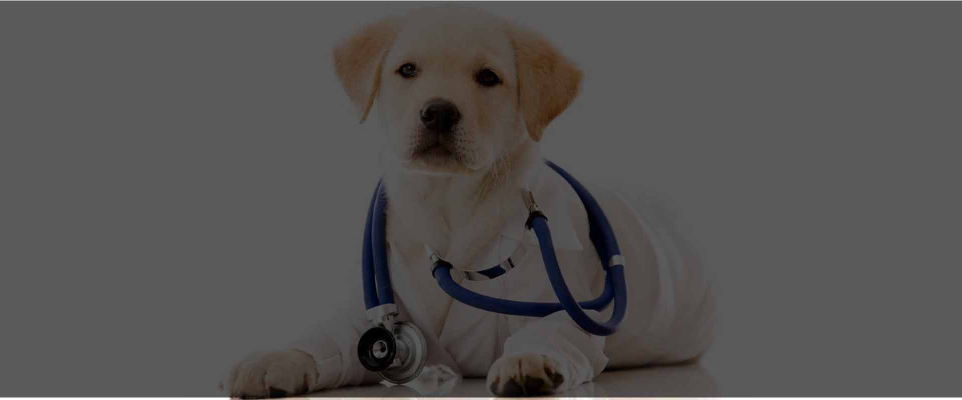 Chirurgie