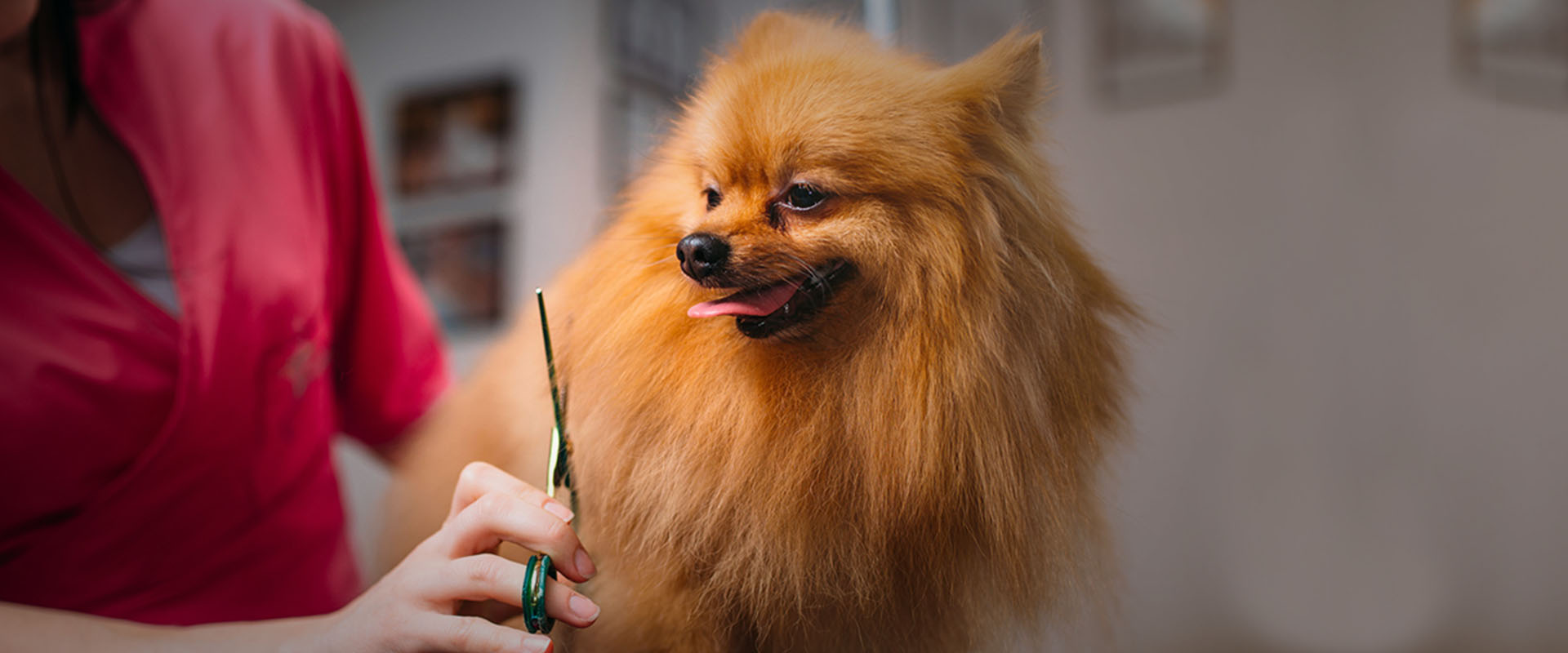 Cosmetică felină și canină